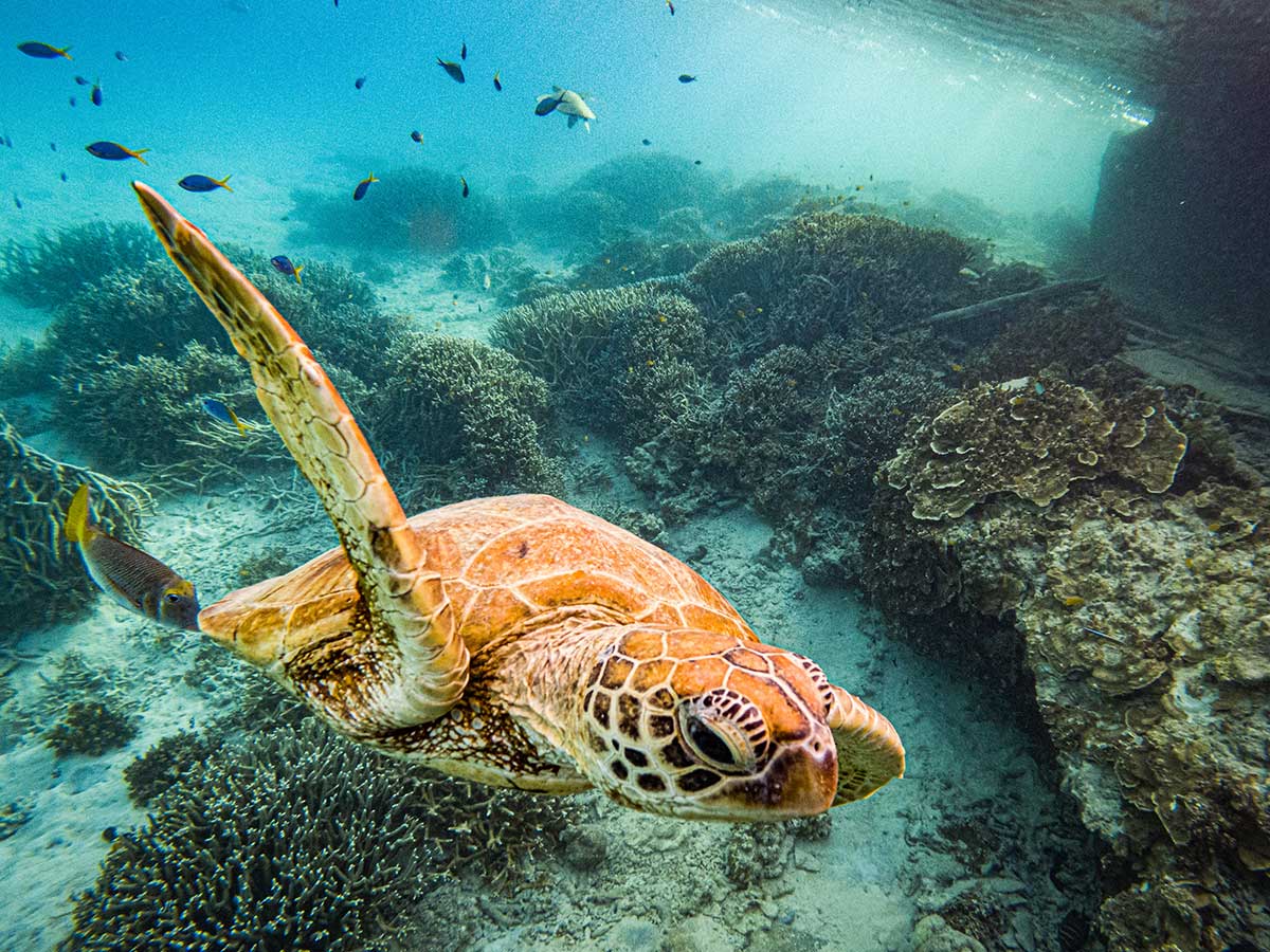 A snorkeler over coral formations in the Great Barrier Reef.