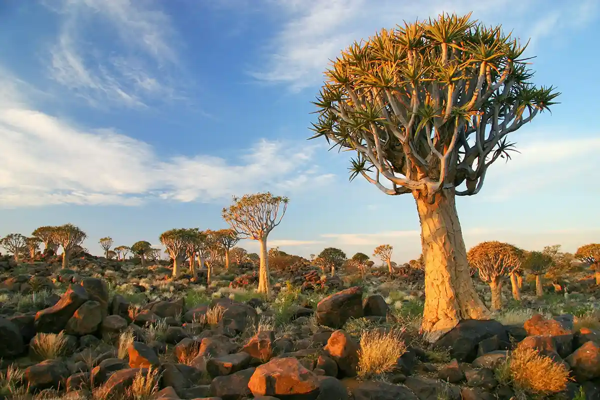 Quiver trees silhouetted against a deep-blue southern Namibian sky, dolerite boulders scattered between them.